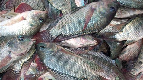 15 freshwater fish species in Lake Lanao declared .